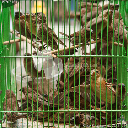 Image of birds in a cage