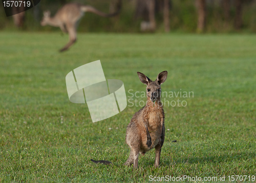 Image of eastern grey kangaroos