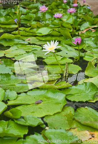 Image of water lillies