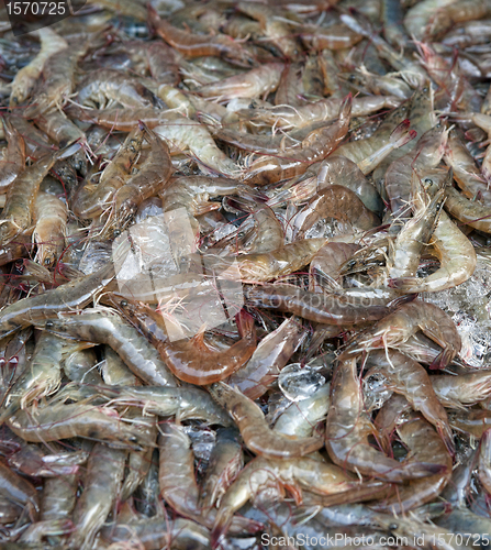 Image of fresh shrimps or prawns