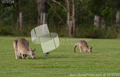 Image of eastern grey kangaroos