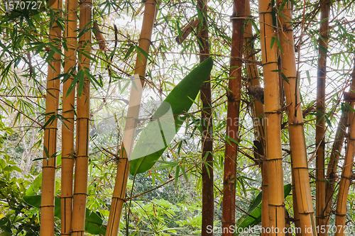 Image of bamboo background