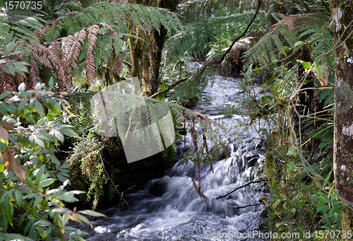 Image of rain forest stream