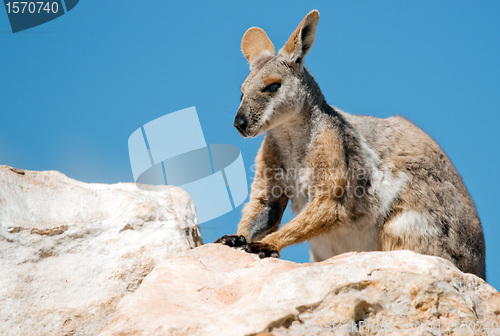 Image of yellow footed rock wallaby