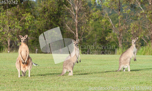 Image of eastern grey kangaroos