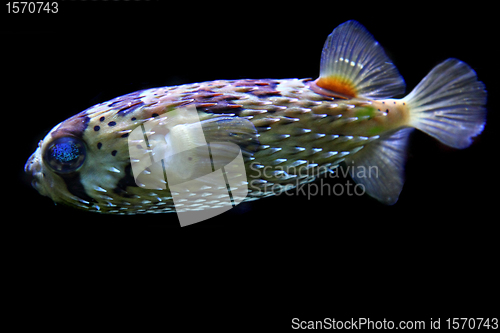 Image of color exotic fish 