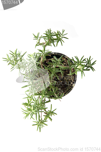 Image of rosemary plant