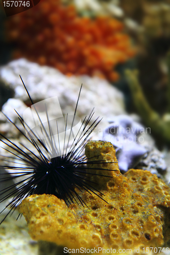 Image of sea urchin 