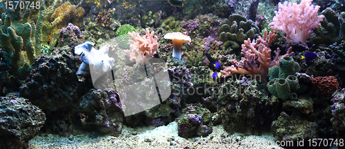 Image of aquarium background