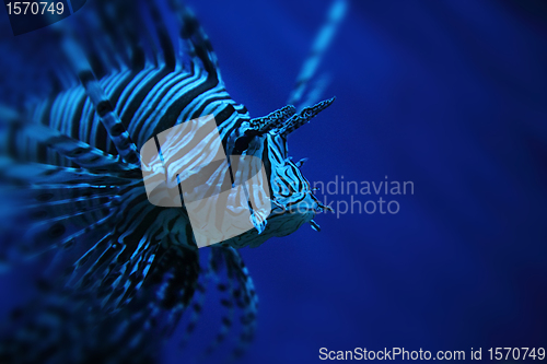 Image of lion fish