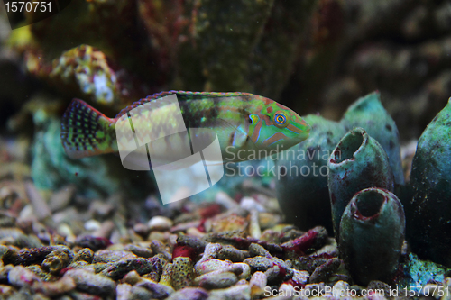 Image of color exotic fish 