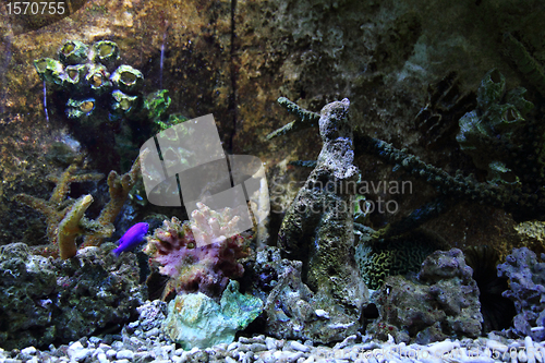 Image of aquarium background