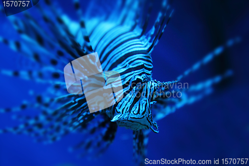 Image of lion fish