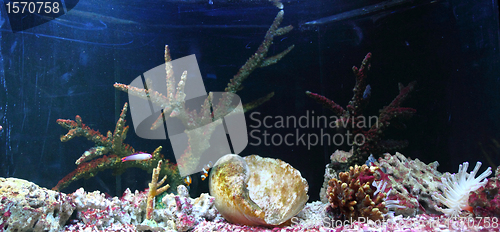 Image of aquarium background