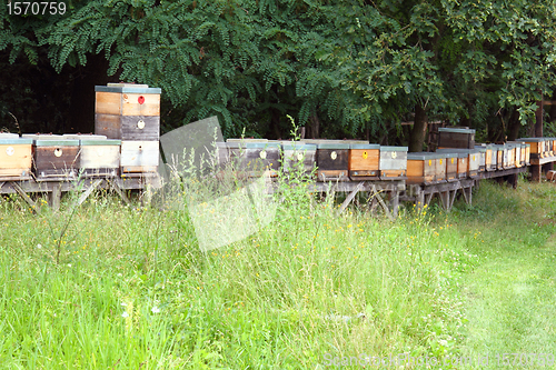 Image of bee farm 