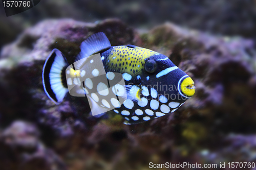 Image of color exotic fish 