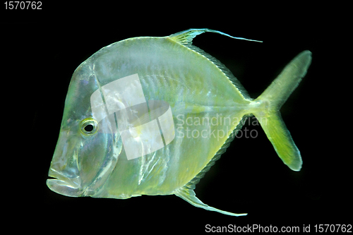 Image of green color exotic fish 