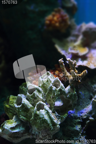 Image of aquarium background