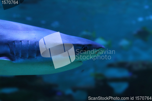 Image of shark