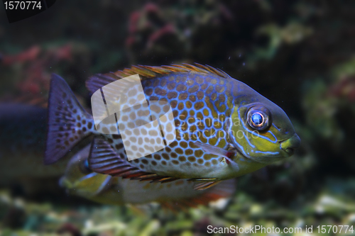 Image of color exotic fish 