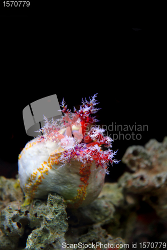 Image of sea anemone