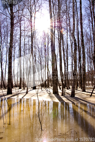 Image of Melting snow ice and birch tree trunk sunlight 