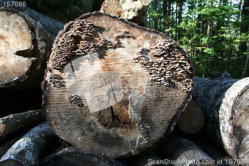 Image of Logs with fungi