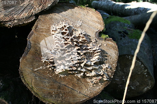 Image of Fungi attack on logs