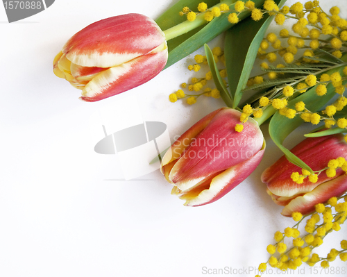 Image of Red with yellow tulips and mimosa on a white 