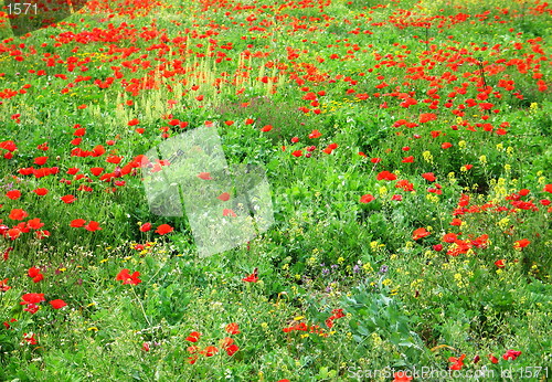 Image of Field of poppies. Cyprus