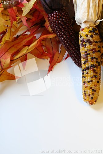 Image of Fall Harvest