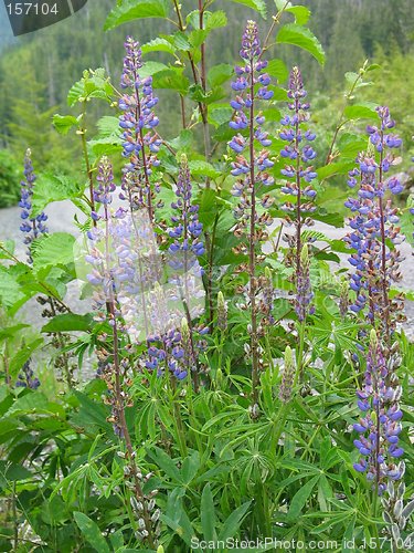 Image of Alaskan Flowers