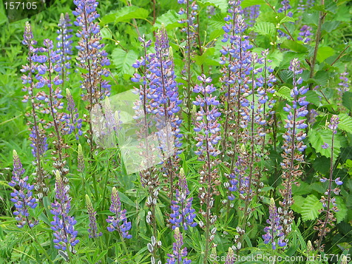 Image of Lupine