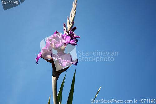 Image of purple gladiolus