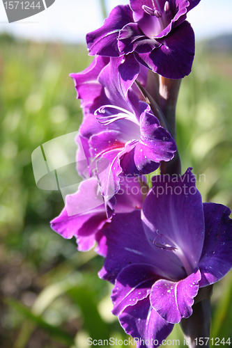 Image of gladioli in summer