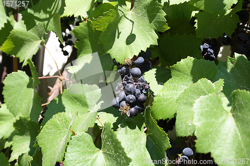 Image of ripe grapes