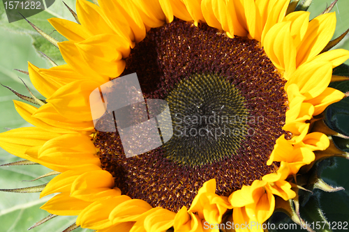 Image of sunflower