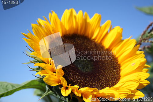 Image of beautiful sunflower 