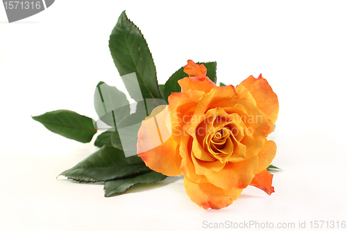 Image of rose