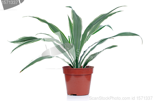 Image of Houseplant