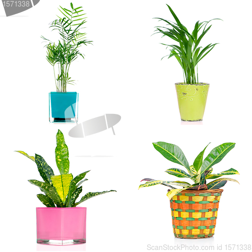 Image of Set of houseplants