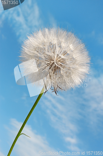 Image of Dandelion against blue sky