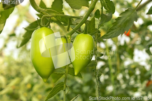 Image of Green tomatoes in greenhouse