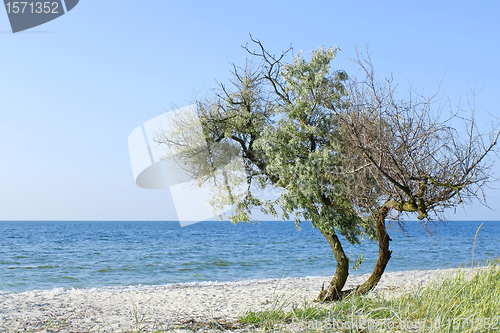 Image of Lonely tree on the seashore