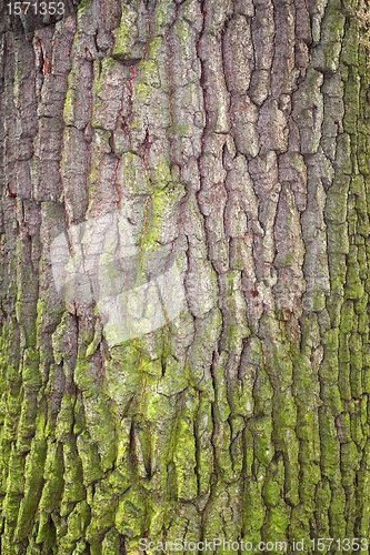 Image of Bark covered with moss