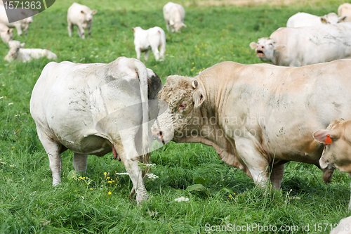 Image of White cow and bull