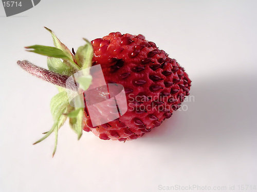 Image of Wild strawberry