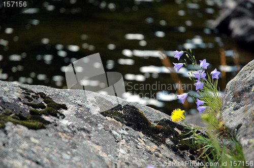 Image of Flowers in coastline