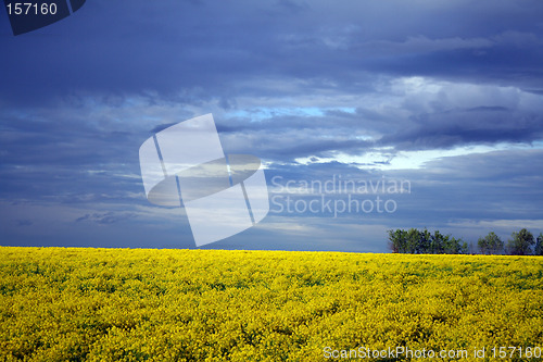 Image of yellow field