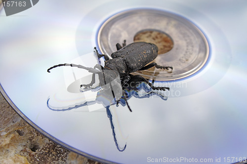 Image of The black bug on a laser disk